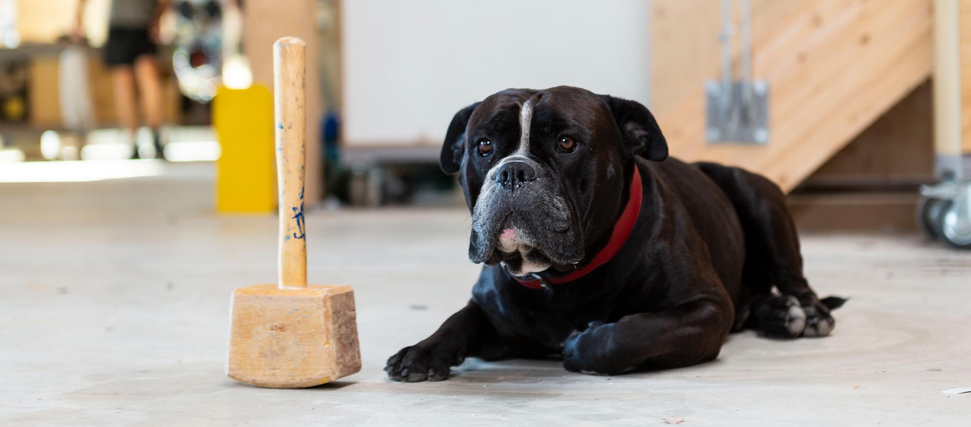 Max Werkstatthund Tischlergeselle woodendesign feine Möbel Jan Korf Möbelmanufaktur Hamburg Tischlerei Schreiner Schreinerei Möbeltischlerei Möbeltischler Tischlermeister