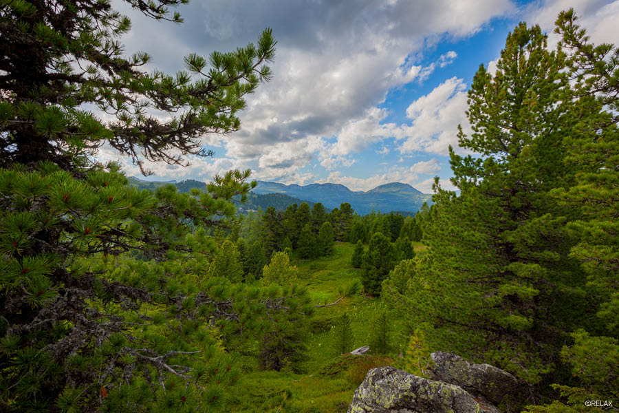 Wald mit Zirbenkiefern | Warum Zirbe beruhigt – und Eiche zeitlos ist | Aktuelles – Trends – News im Februar 2026 | Möbeltischlerei Tischlerei Möbeltischler Möbelmanufaktur Hamburg